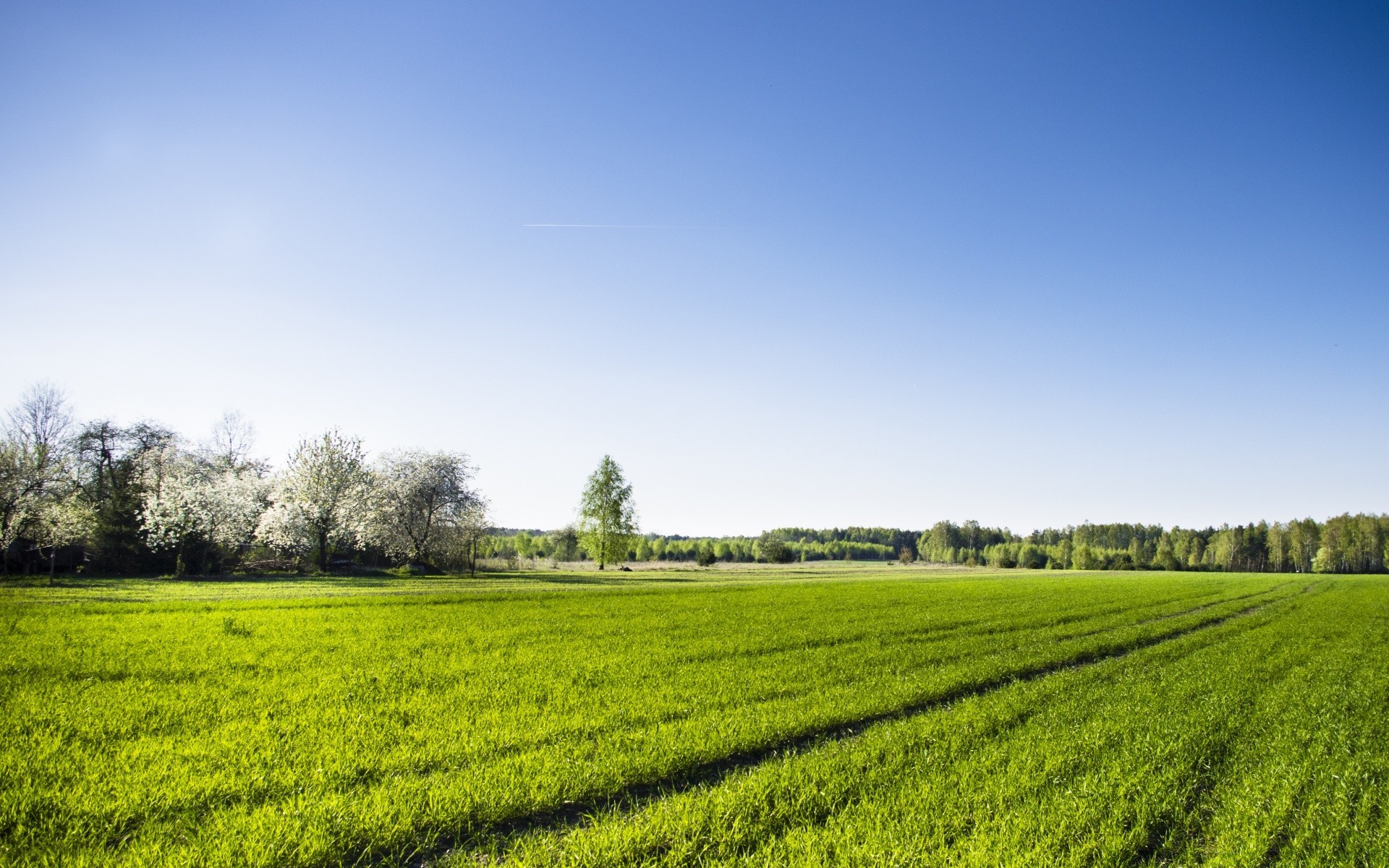 paesaggio agricoltura campo paesaggio rurale fattoria campagna natura pascolo crescita erba all aperto cielo estate raccolto albero terreno agricolo terreno coltivato flora suolo