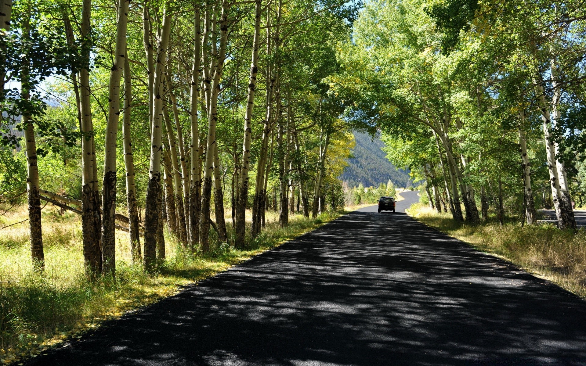 krajobrazy drewno krajobraz przewodnik droga drzewo natura park liść wiejski ścieżka kraj środa lato sezon trawa dobra pogoda flora scena aleja słońce