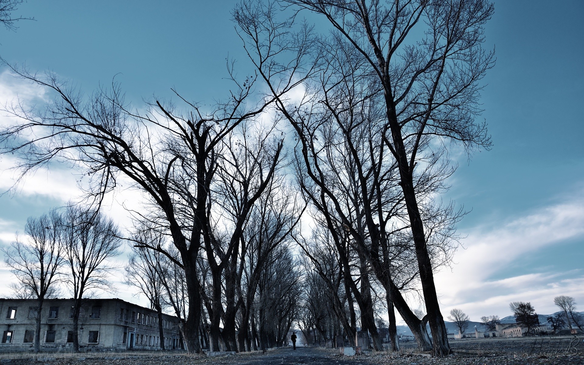 paesaggio albero inverno natura legno paesaggio all aperto neve meteo alba gelo nebbia parco ramo stagione freddo autunno