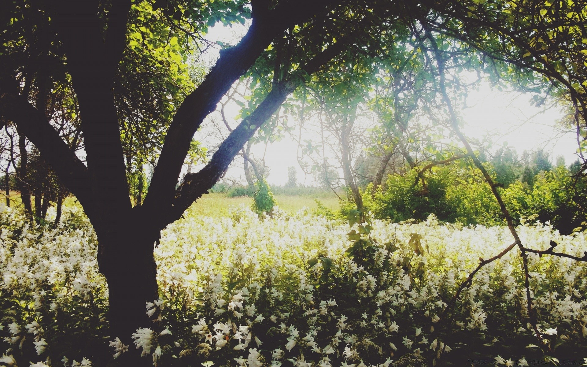 paysage arbre nature paysage bois flore saison branche fleur feuille croissance à l extérieur parc aube jardin environnement beau temps scénique soleil été