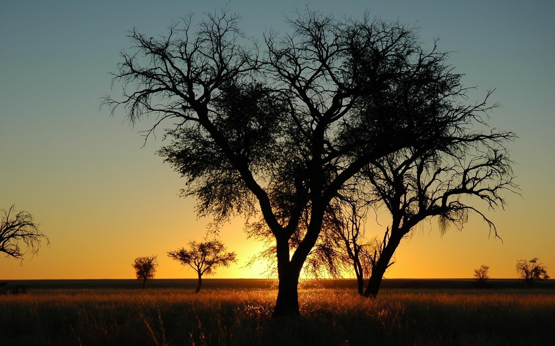 landscapes tree landscape dawn sunset backlit nature silhouette evening alone sun wood sky outdoors fog afternoon mist dusk oak