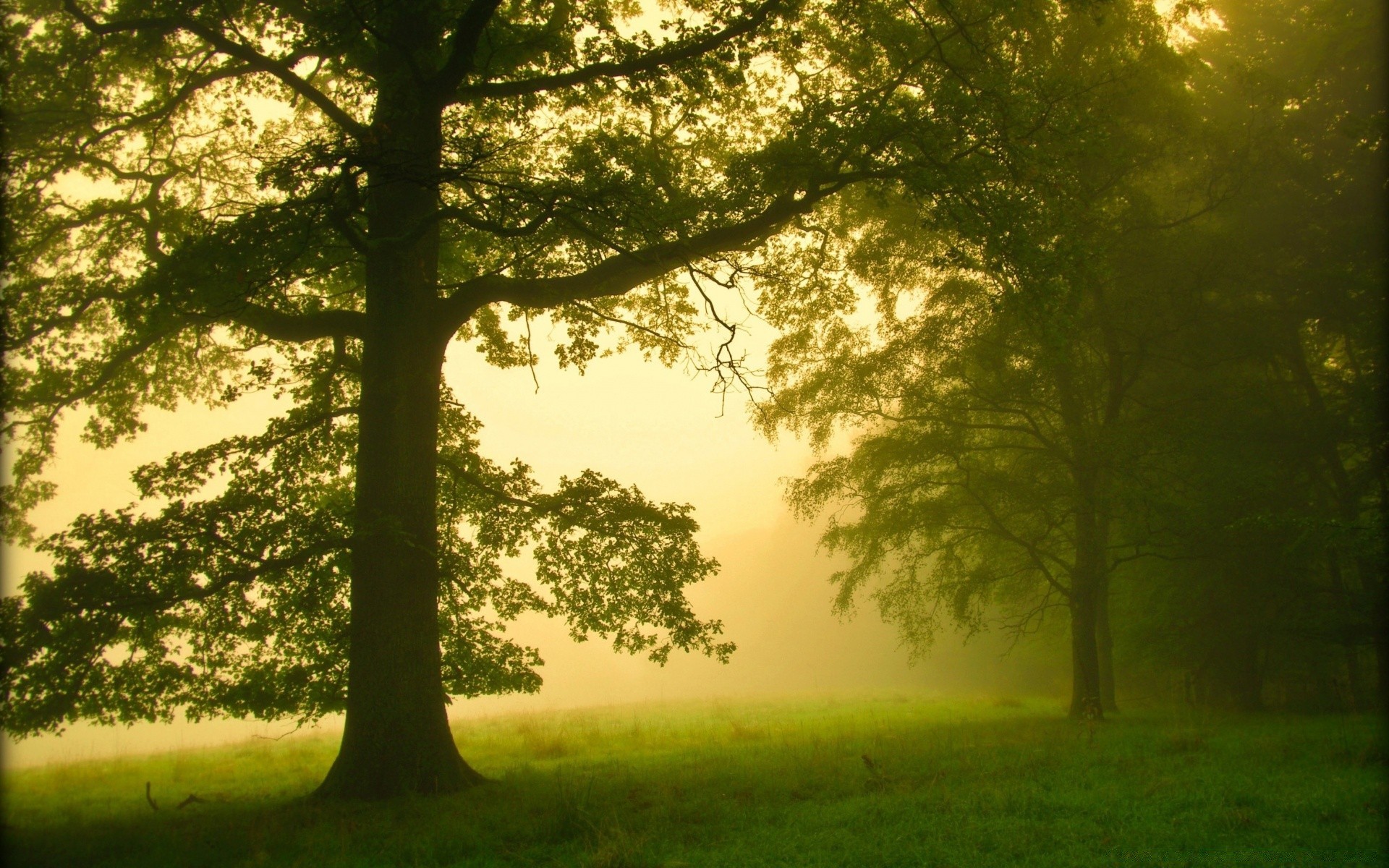 paesaggio albero paesaggio nebbia legno nebbia natura sole alba bel tempo ramo illuminato foglia luce lussureggiante parco scenico autunno all aperto sunbim