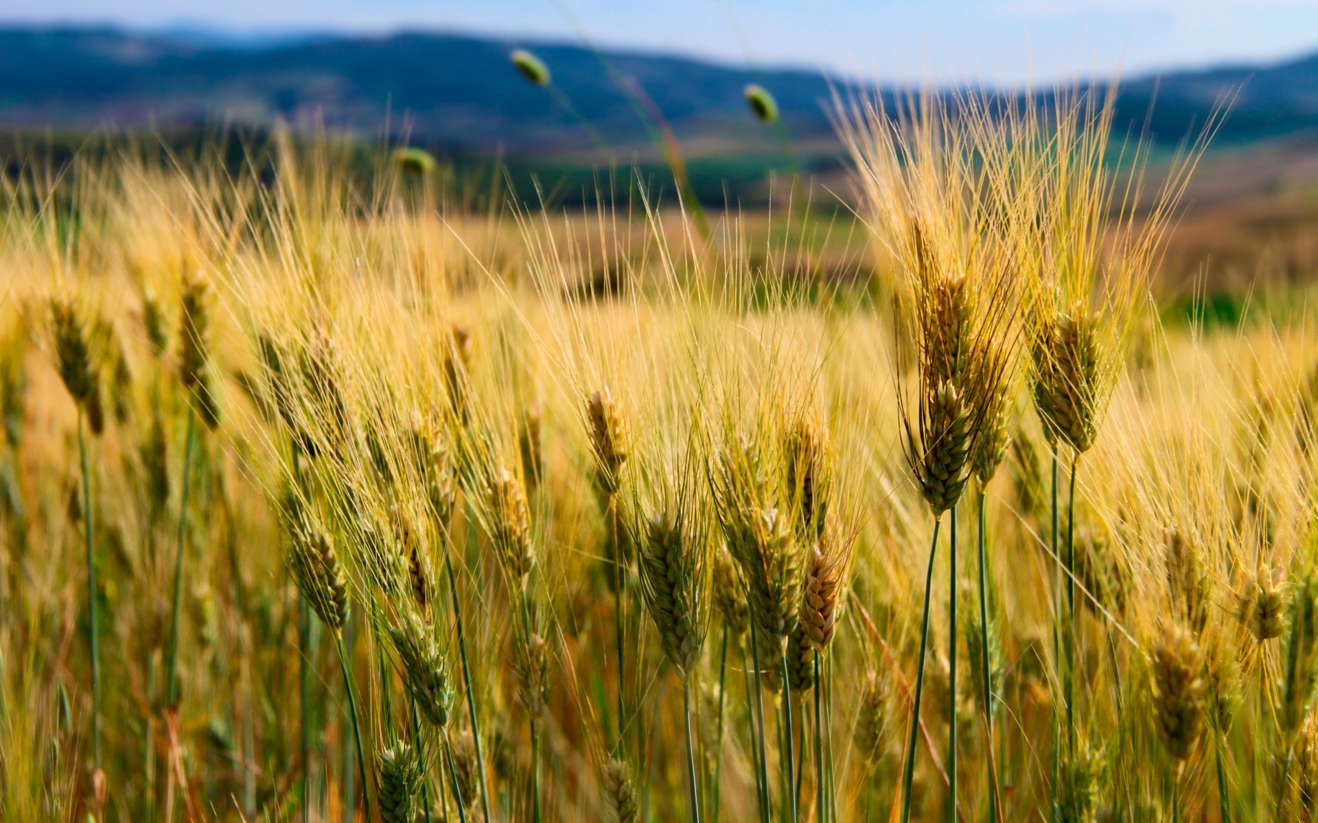 landschaft getreide weizen weide mais ländlichen feld brot stroh roggen ernte bauernhof landschaft samen landwirtschaft sommer gerste ackerland wachstum sonne