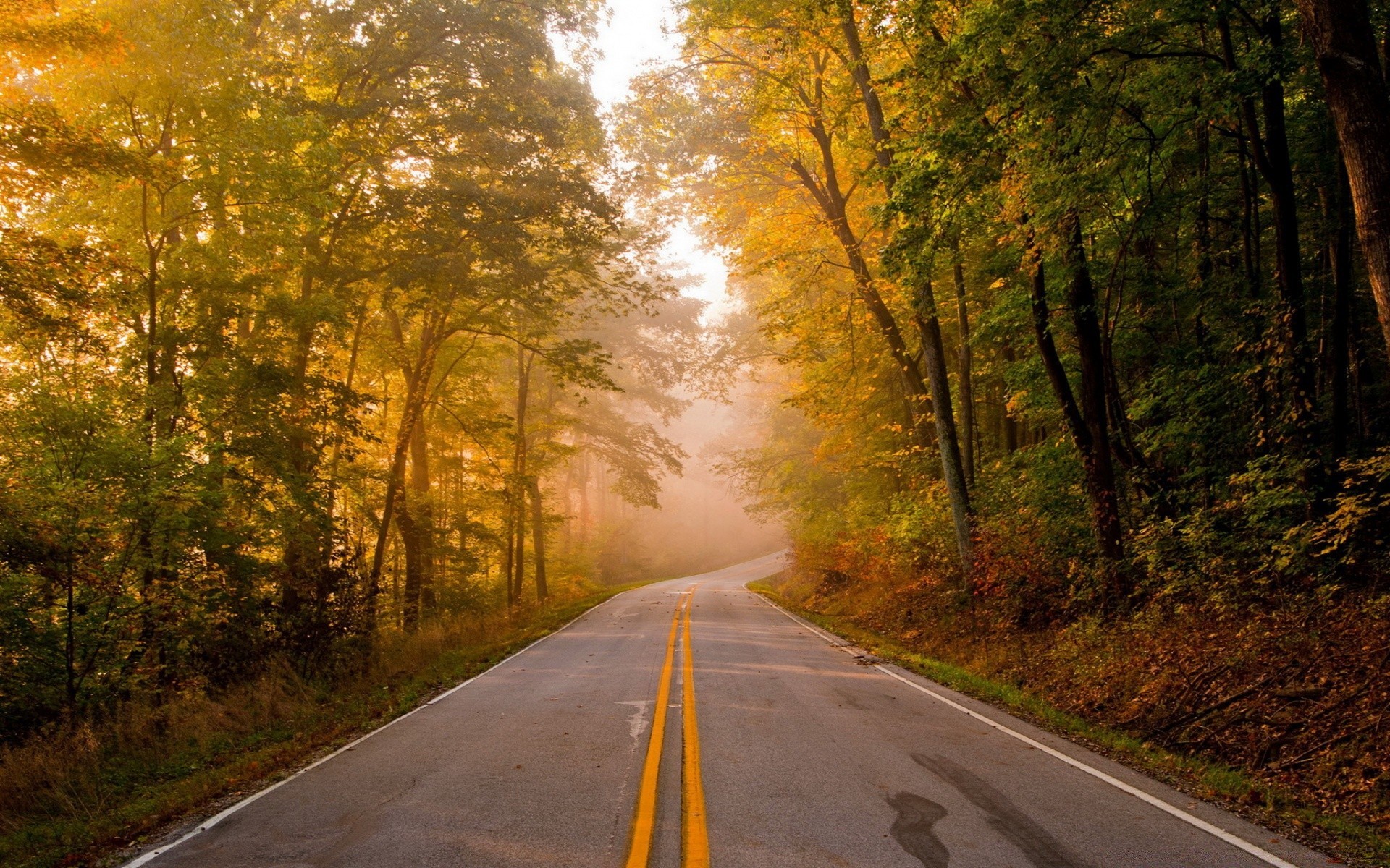 landscapes road guidance asphalt fall landscape tree highway lane wood leaf outdoors perspective fog dawn countryside nature