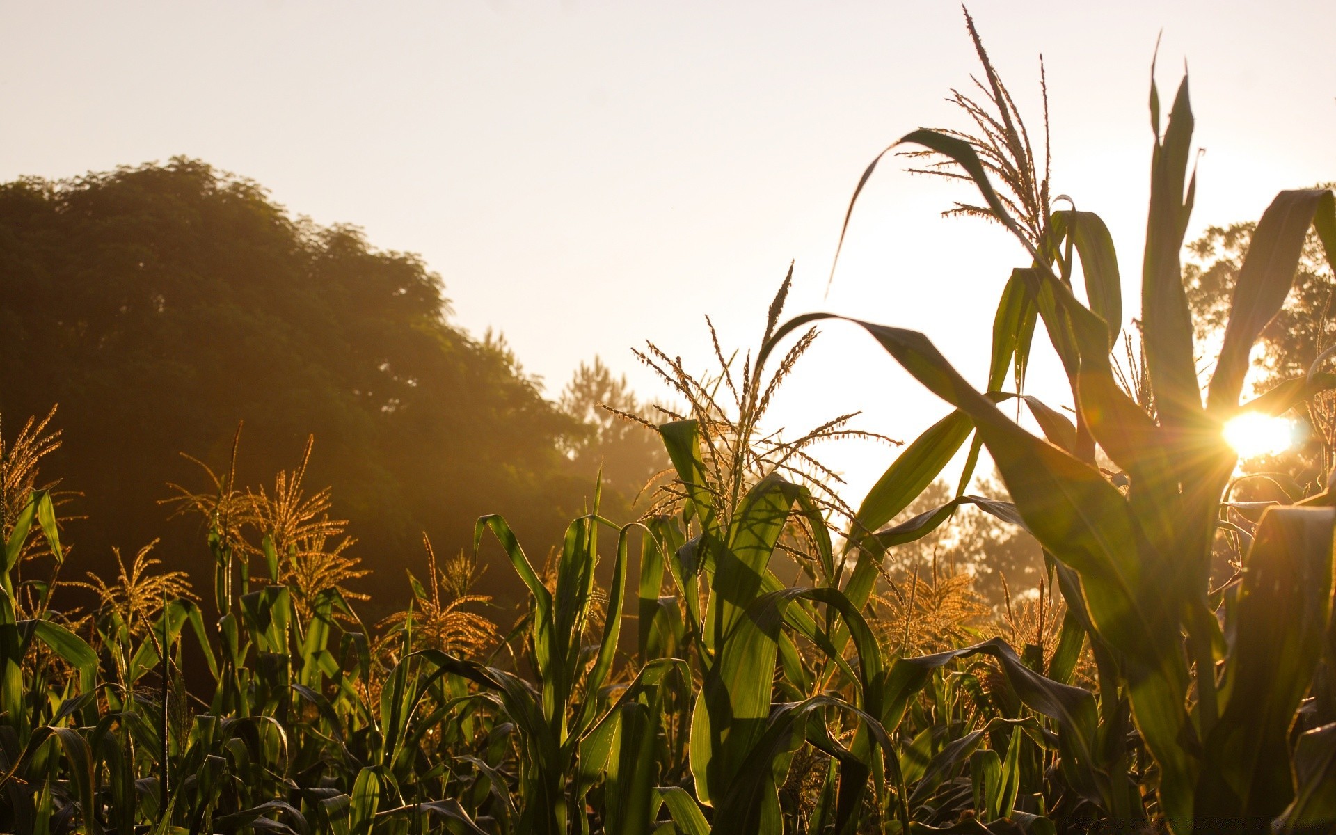 landschaft landschaft natur feld sonne sonnenuntergang flora sommer bauernhof himmel blume dämmerung wachstum landwirtschaft blatt gutes wetter umwelt im freien ländlichen garten gras