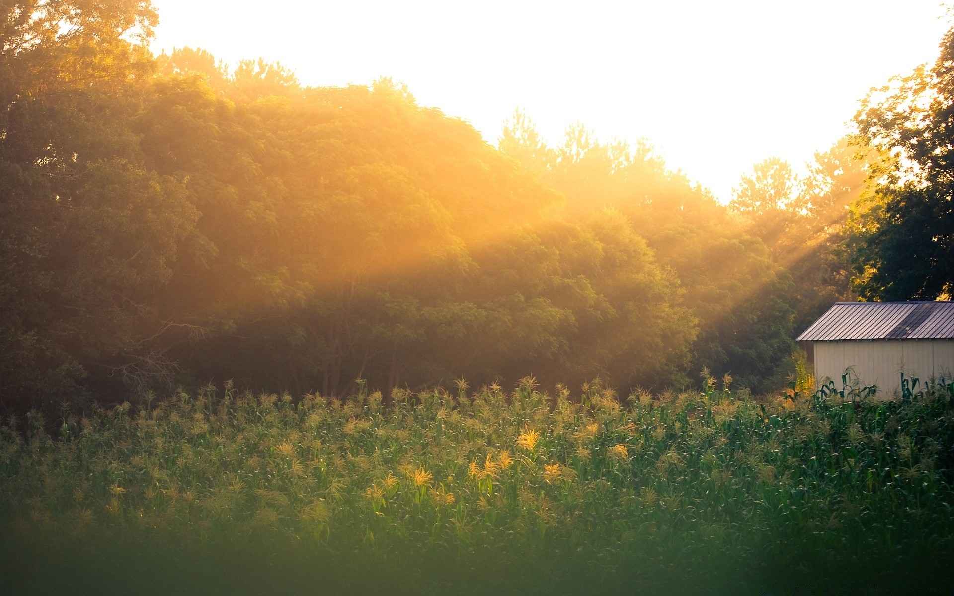 paesaggio paesaggio alba albero tramonto nebbia all aperto sera natura agricoltura fattoria terra coltivata luce luce del giorno scenico autunno ambiente sole campo campagna