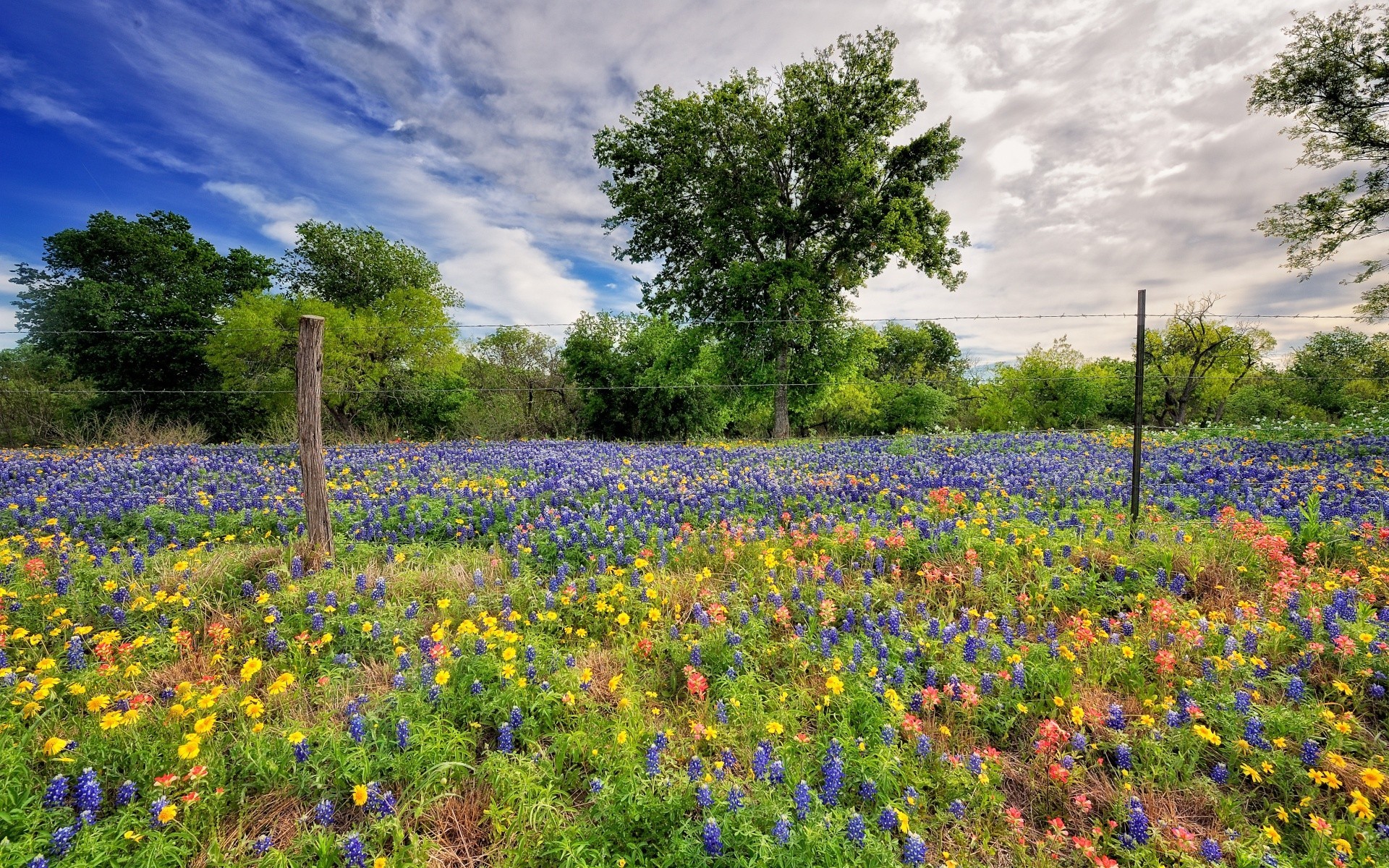 paisaje flor naturaleza heno campo paisaje flor silvestre al aire libre flora hierba rural verano lupino primavera floral temporada hoja árbol campo