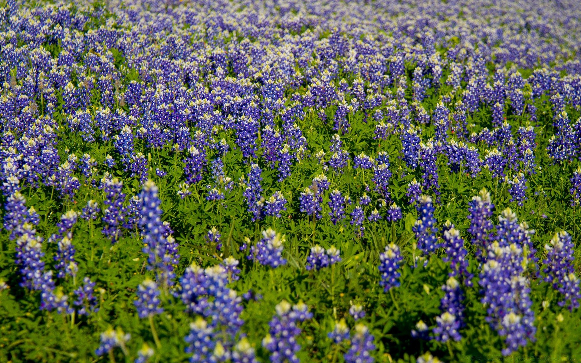 paisagens flor tremoço feno natureza flora campo verão ao ar livre wildflower crescimento grama floral paisagem cor temporada jardim rural blooming folha