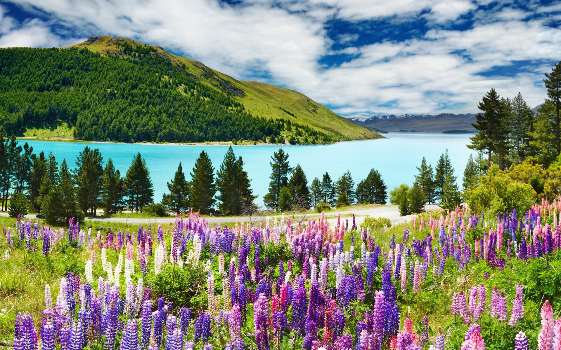 landscapes landscape lupine nature outdoors mountain scenic summer lake hayfield flower grass sky scenery rural travel water field tree wood