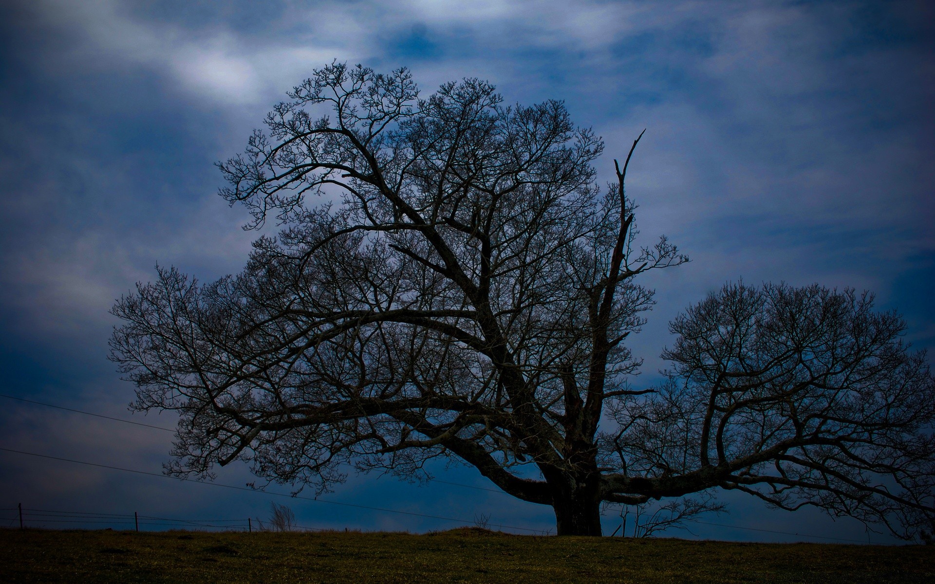 paesaggio albero paesaggio natura singolo legno alba autunno quercia cielo ramo sole solitudine campagna nebbia scenico tempo all aperto parco bel tempo