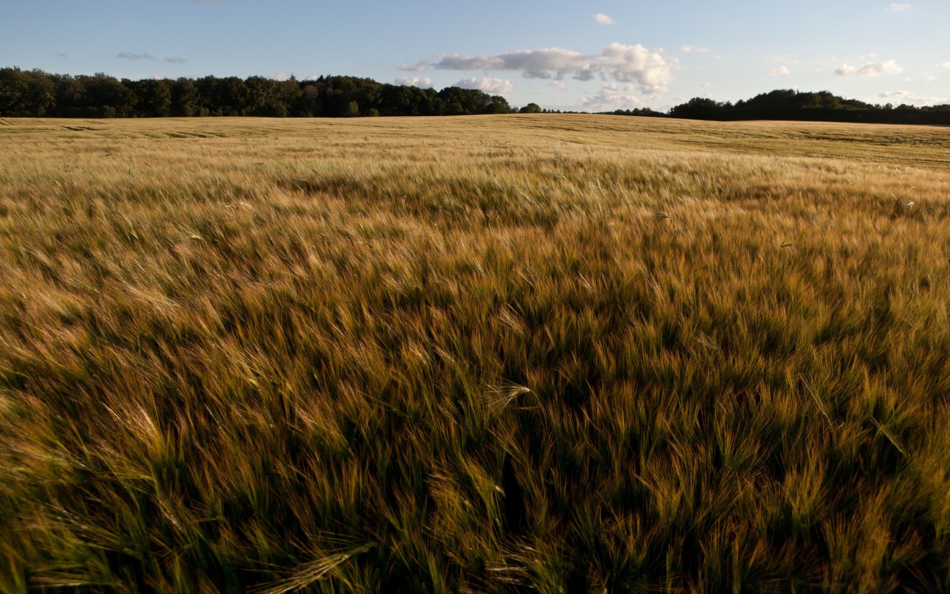 paisaje cereales trigo campo agricultura cosecha pasto maíz granja tierra cultivada paisaje al aire libre paja rural oro pan naturaleza campo semilla país