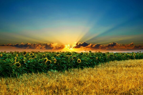 Champ de tournesols sur fond d aube extraordinaire