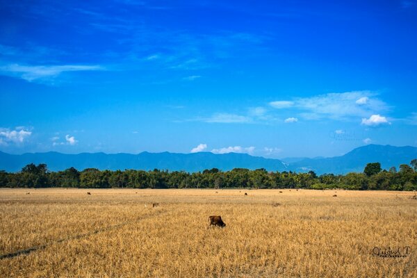 Agricultura al aire libre