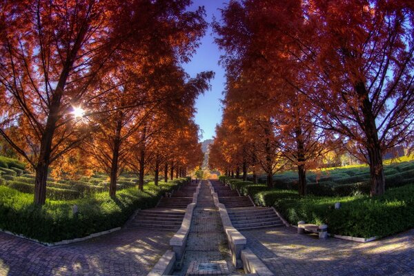 Colores de otoño de la naturaleza en el parque