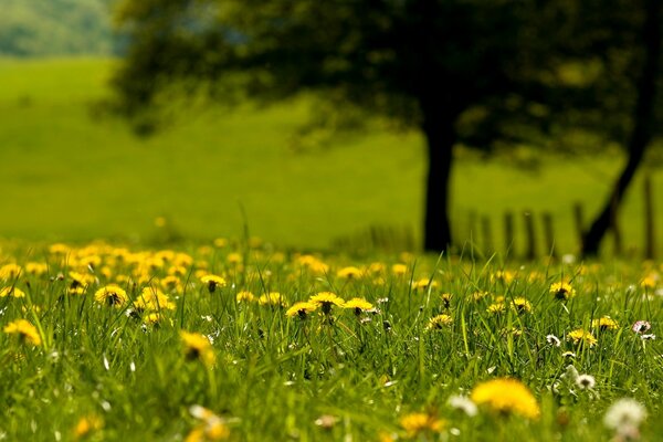 Paysages de champs de foin rural