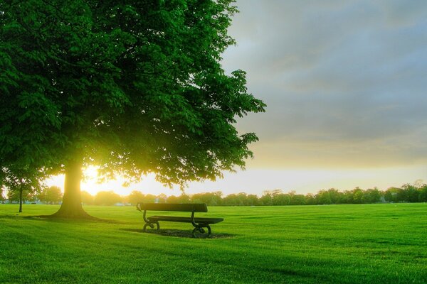 Paysage rural avec un banc sous un arbre