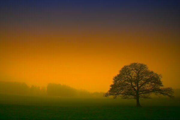 Paesaggio al tramonto di un albero nella nebbia