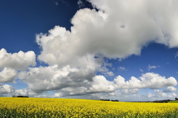 Blauer Himmel und weiße Wolken gelbe Blumen im Feld