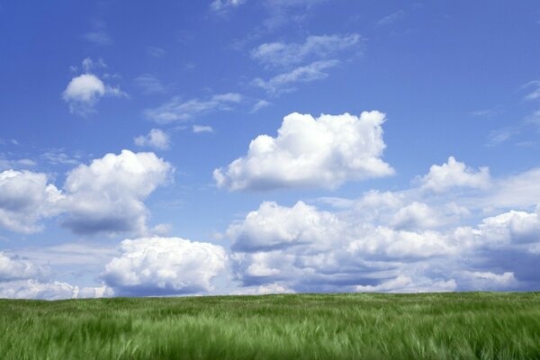 Зелёная равнина под голубым небом с облаками