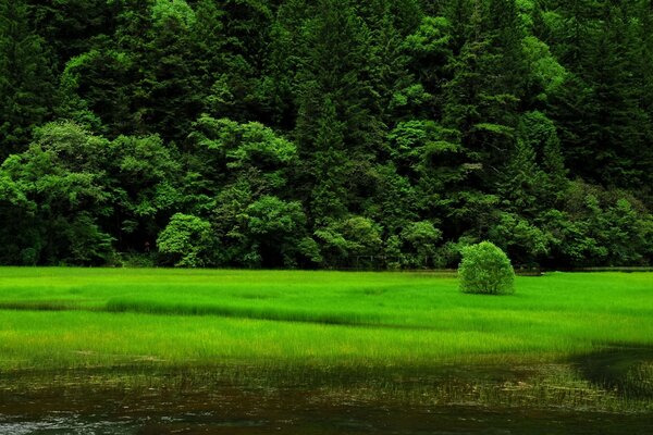 Prairies vertes et forêt. Forêt mystérieuse