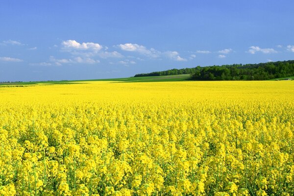 Champ avec des fleurs jaunes et de la forêt sur le fond