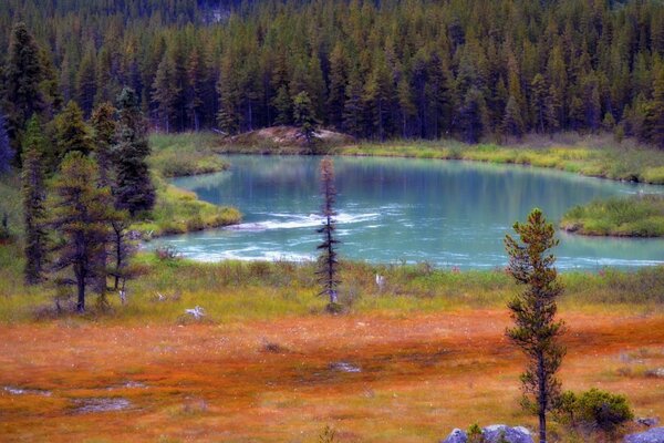 Lago del bosque. Paisaje con árboles