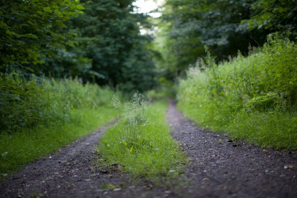 A road in the forest where there is a lot of greenery