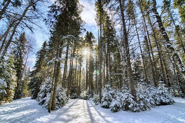 Floresta de Inverno cercada por belas árvores