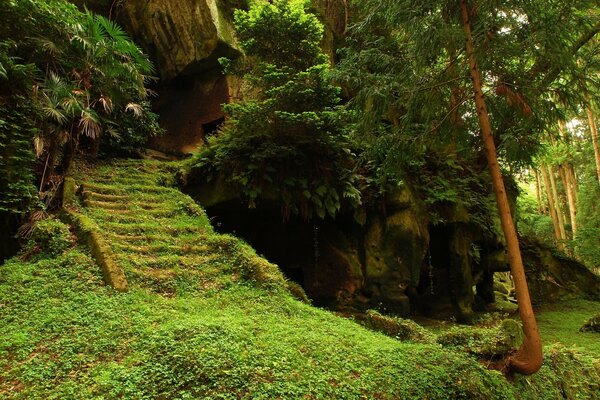 Waldlandschaft mit überwachsener Treppe