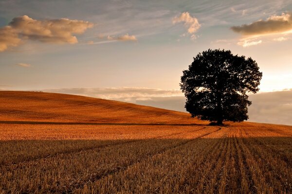 Campo de trigo puesta de sol rural