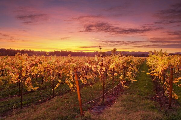 Landschaften von herbstlichen Weinbergen und Bäumen