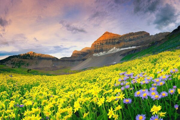 Felder mit Blumen. Hohe Berge. Abend