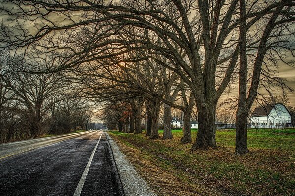 Alberi autunnali. Strada in lontananza