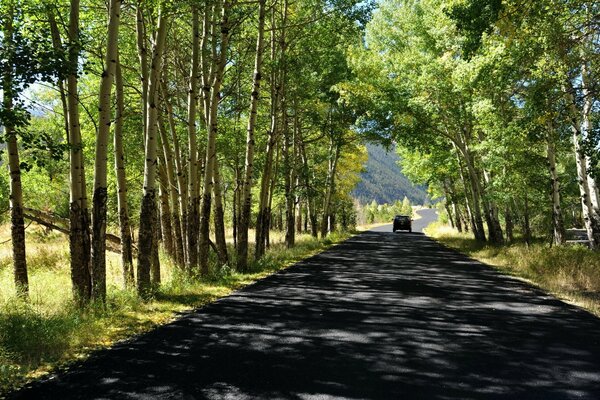 Lunga strada felice nella foresta