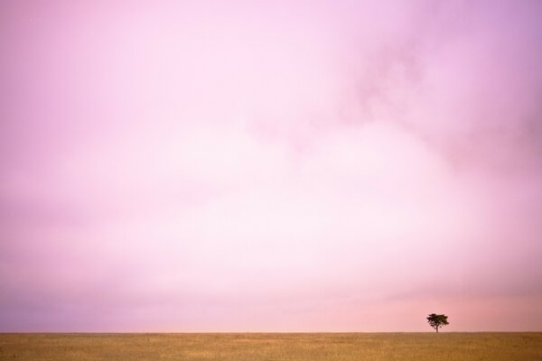 Einsamer Baum vor dem Hintergrund des rosa Himmels vor dem Sonnenuntergang