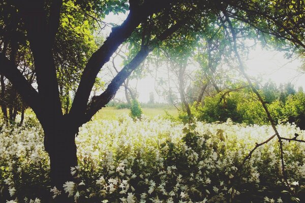 A tree in a clearing in the rays of the sun