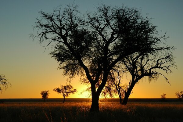 Paisajes de árboles al amanecer y al atardecer