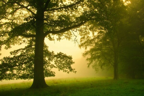 Je vais peindre un paysage dans le brouillard