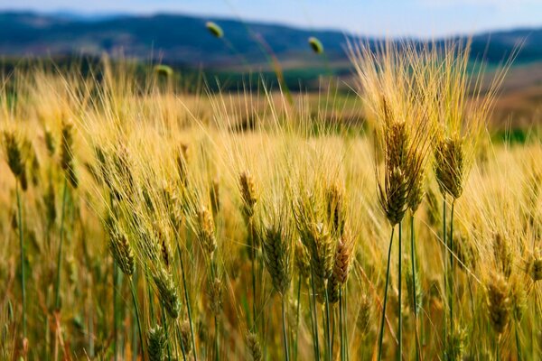 Landschaften von Weiden, Weizen und Mais