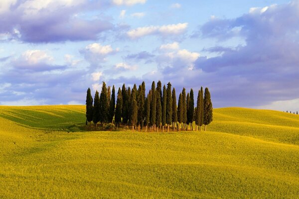 Arbres dans le champ sur fond de beau ciel