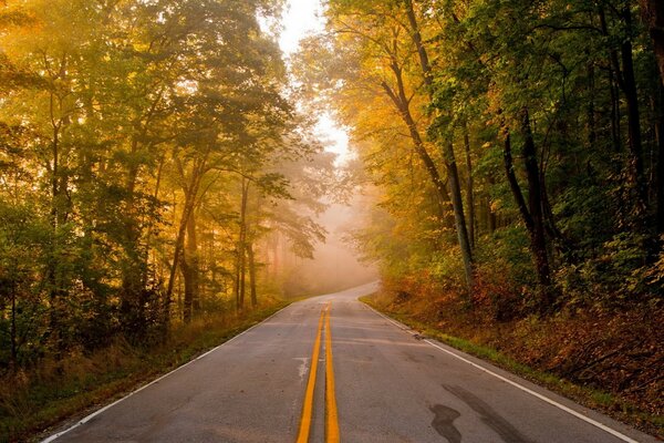 Autumn road among the trees