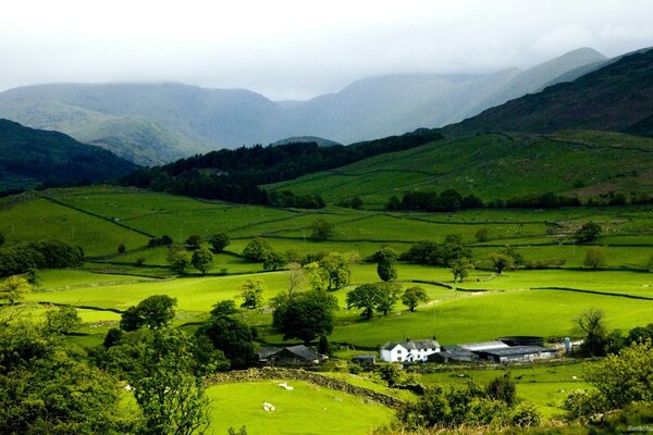 Collines brumeuses dans la vallée verte