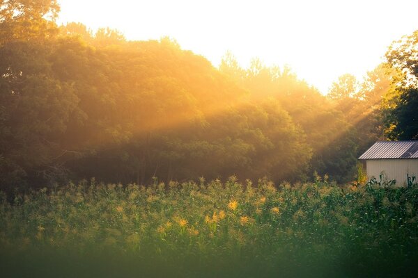 Beautiful sunrise in the countryside