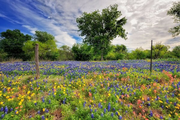 Ein Feld von Blumen in der Natur