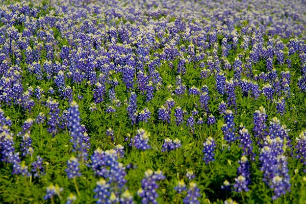 Viele schöne lila Blüten in Blütenständen. Farbfeld