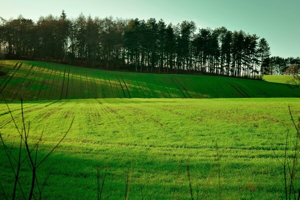 Landschaft grünes Feld und Gras Bäume und Sträucher