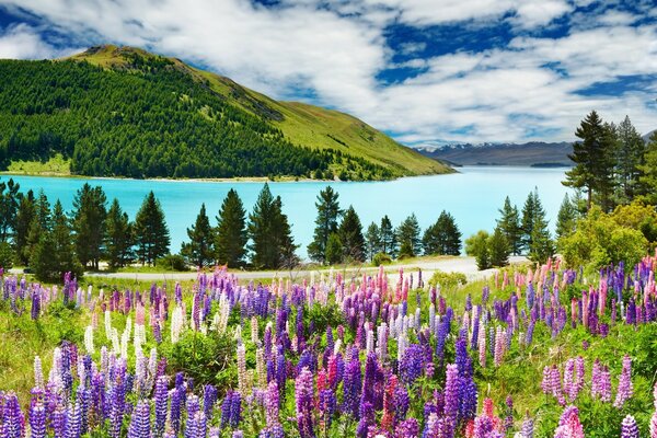 Landschaft Natur Lupine