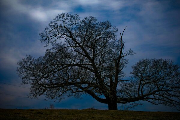 One tree against the night sky