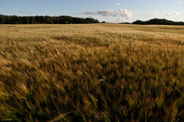 Champ d épi sur fond de forêt et de ciel bleu