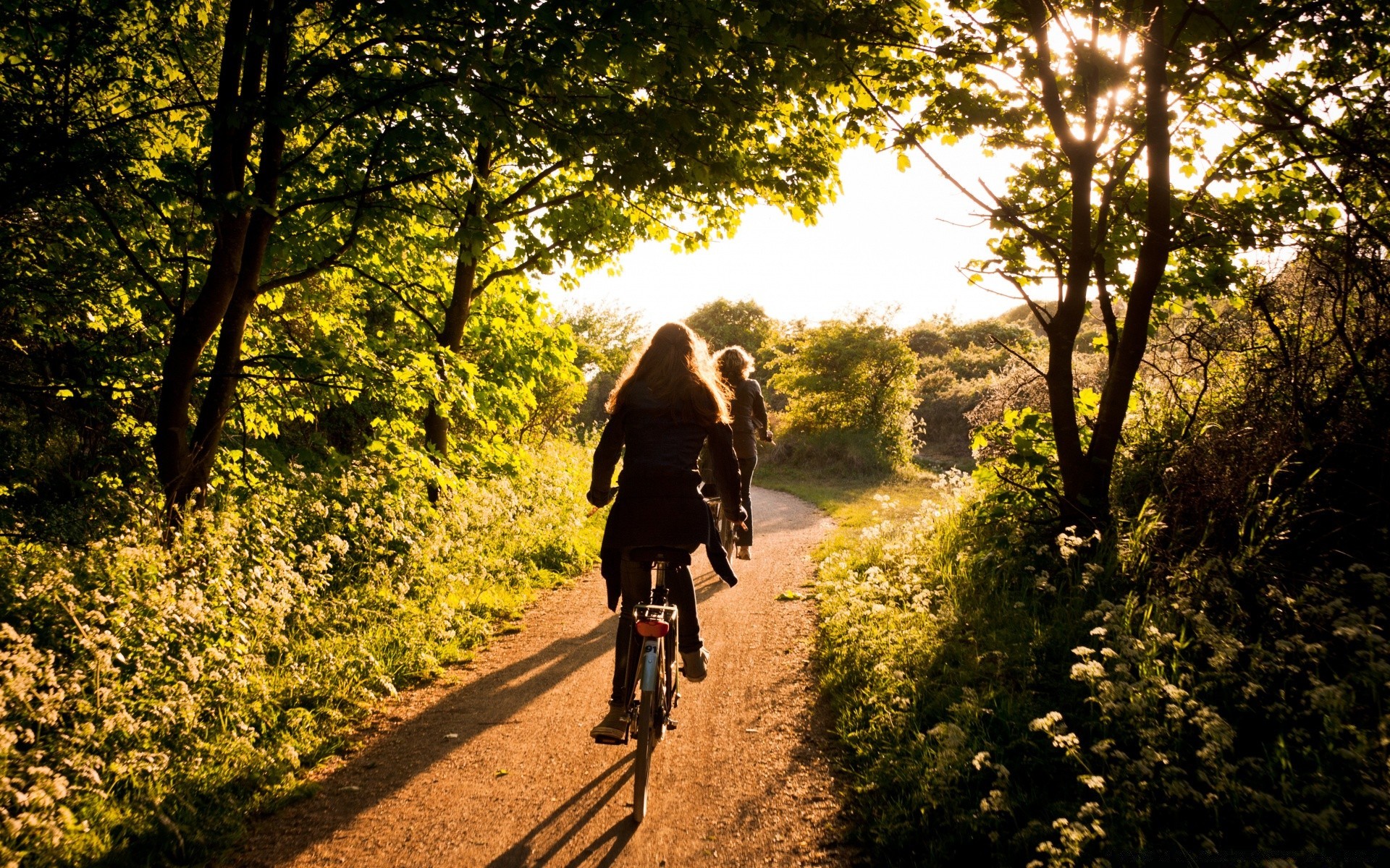 l europe bois en plein air route bois unique lumière du jour loisirs aventure voyage nature adulte loisirs cycliste assis sentier